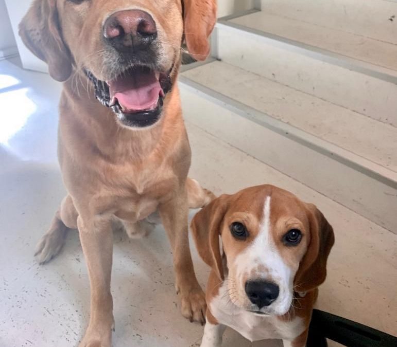 Forrest & benni – unterstützung auf 4 pfoten